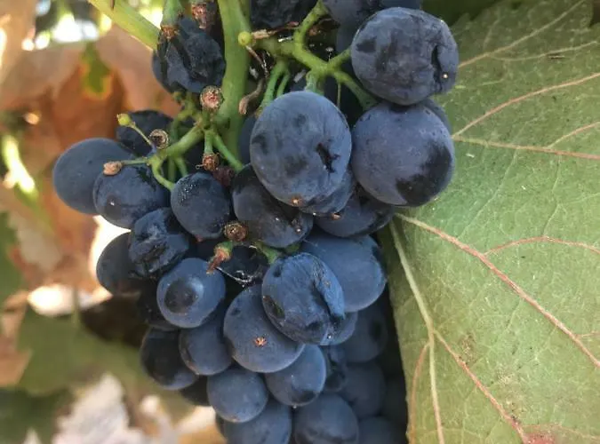 Acropole Algarve Apartmán Portimão