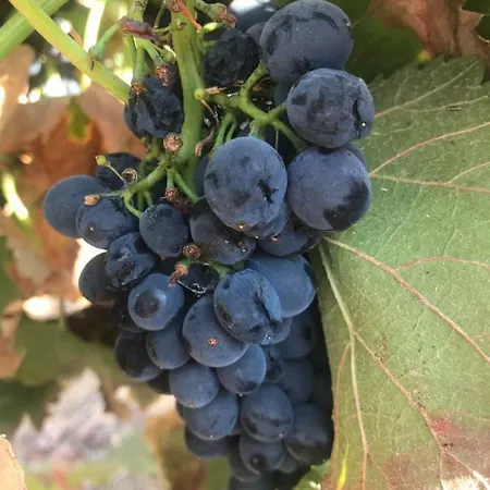 Acropole Algarve Apartment Portimao